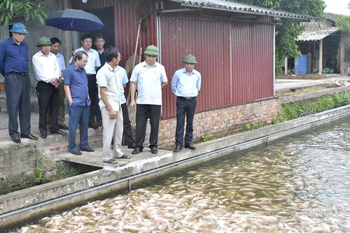 Mô hình nuôi cá 'sông trong ao' đạt hiệu quả kinh tế cao