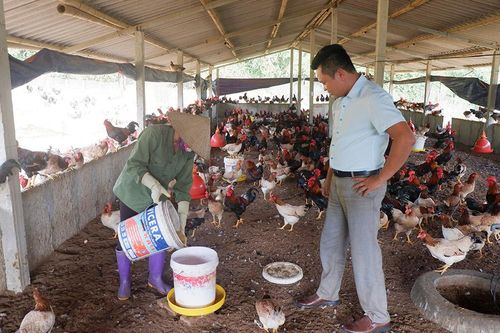 Hiệu quả từ mô hình nuôi gà đồi