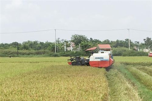 Sản xuất lúa phù hợp với biến đổi khí hậu
