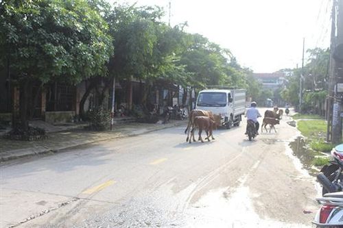 Cần xử lí triệt để nạn thả rông gia súc trong đô thị