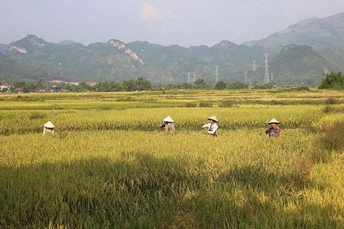 Mô hình sản xuất lúa hữu cơ ở HTX Dịch vụ nông nghiệp Quang Huy