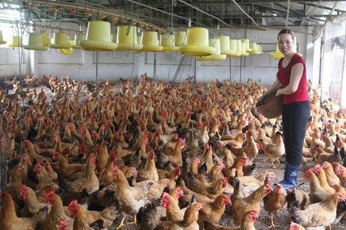 Làm giàu từ nuôi gà bố mẹ