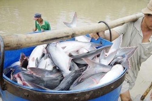 Hoa Kỳ giảm thuế xuống 0%, xuất khẩu cá tra Việt Nam sẽ khởi sắc