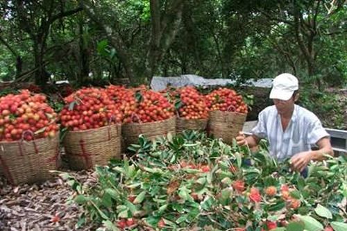 Nông sản chất lượng cao thì xuất đi nước nào cũng được