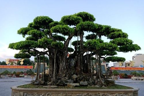 Cây sanh cổ 450 tỷ, báu vật để đời hay đại gia chém gió