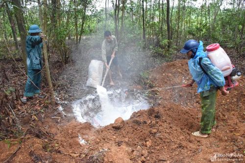 Dịch tả lợn châu Phi kéo dài, nhiều địa phương thiếu đất để tiêu hủy