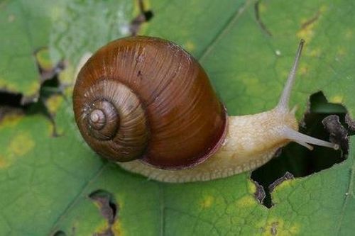 Nọc độc của ốc sên biển có thể chữa bệnh tim mạch và cao huyết áp