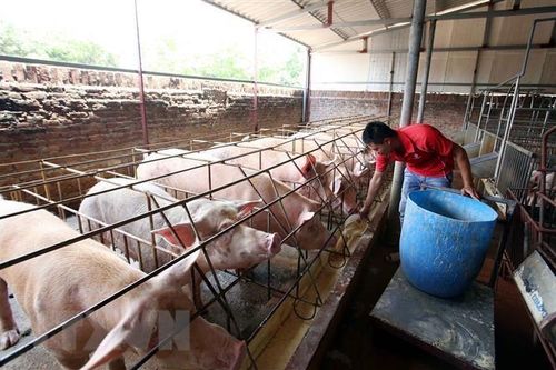 Giá thịt lợn tăng cao, người chăn nuôi vẫn chưa dám tái đàn