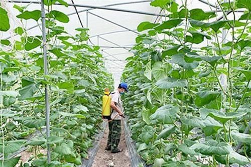 Bình Dương: Khởi nghiệp thành công với dưa lưới