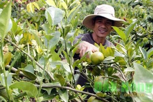 Đắk Nông: Cho cà phê ở ghép với quýt, mới nghe cứ tưởng trồng 'nhăng nhít'