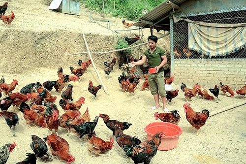 Mô hình liên kết phát triển gà thả đồi