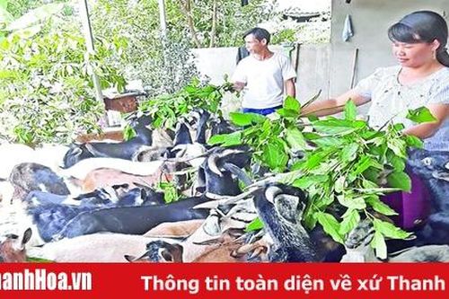 Đã có 4.854 hộ dân được hỗ trợ tiêu hủy lợn do mắc bệnh dịch tả lợn châu Phi