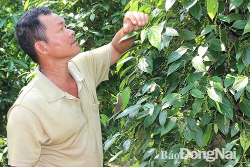 Phát triển 4 mô hình cánh đồng lớn