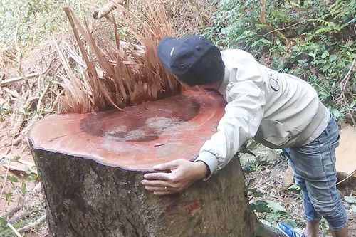 Xác minh vụ khai thác gỗ trái phép ở huyện Mang Yang