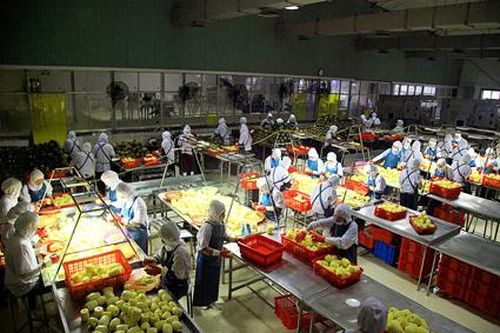 Công ty cổ phần thực phẩm xuất khẩu Đồng Giao: Doanh nghiệp đồng hành, chung sức xây dựng nông thôn mới