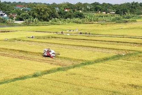 Hiệu quả mô hình cánh đồng mẫu lớn