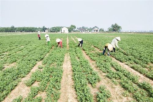 Sản xuất lạc an toàn theo mô hình nông nghiệp thông minh