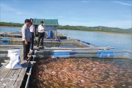 Kinh tế 'Miếng bánh' cho người nông dân đã lớn hơn