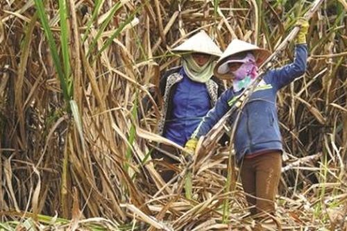 Mía đường 'ngồi trên lửa' trước cửa hội nhập