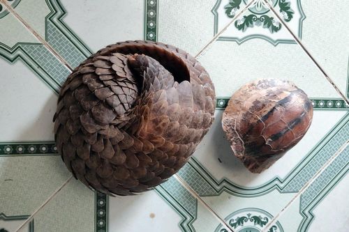 Triệt phá đường dây mua bán động vật quý hiếm quy mô lớn