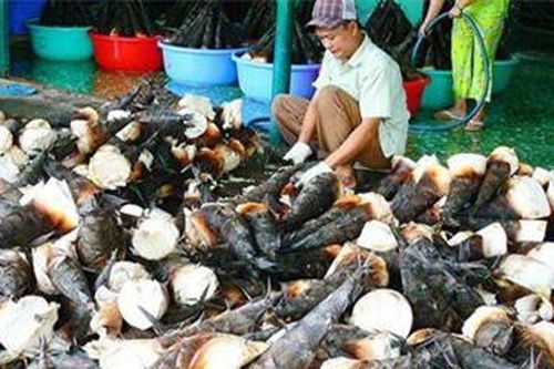An Giang: Măng tre núi Cấm vào mùa, bán mỗi ngày lời 400 ngàn
