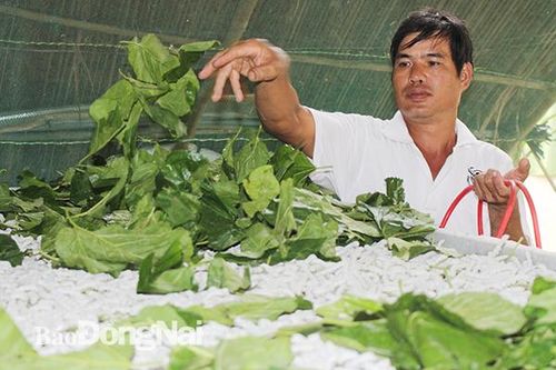 'Tái sinh' nghề dâu - tằm - tơ