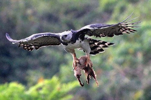 Khả năng săn mồi của loài đại bàng lớn nhất thế giới