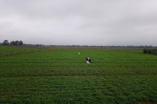 Bỏ màu trồng rau má, người làng đổi đời thu nhập hàng trăm triệu đồng mỗi năm