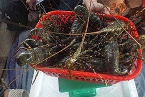 Giá tôm hùm tại Khánh Hòa tăng trở lại