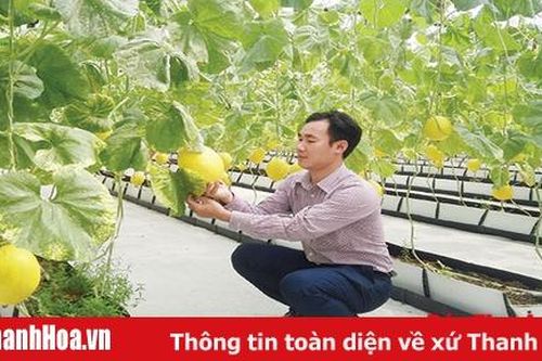 Hướng tới xây dựng thương hiệu cho sản phẩm dưa xứ Thanh