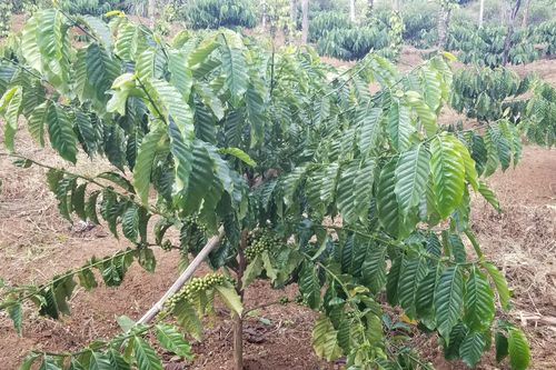 Xây dựng và bảo hộ chỉ dẫn địa lý 'Gia Lai' cho cà phê, chanh dây