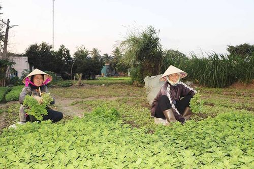 Xây dựng nhãn hiệu chứng nhận rau An Sơn-Đak Pơ: Tăng sức cạnh tranh