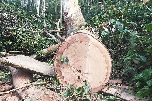 Mang Yang: 2 hộ dân chặt hạ 11 cây gỗ để làm nhà