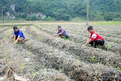 Văn Bàn trồng 5 ha ớt cao sản trên diện tích đất hai vụ lúa