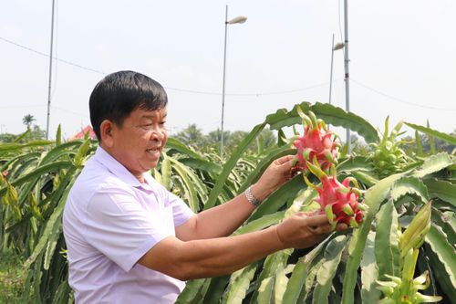 Lão nông 'điên' mỗi năm thu hơn 4 tỉ đồng từ thanh long