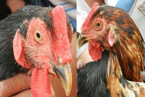 Chú gà tự chuyển giới xôn xao, đang mái bỗng biến thành trống
