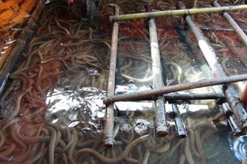 Bà Rịa - Vũng Tàu: Đổi đời nhờ nuôi lươn trong bể