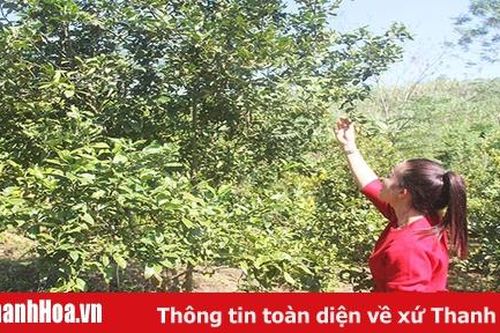 Xã Ban Công có nhiều mô hình sản xuất nông nghiệp hiệu quả kinh tế cao