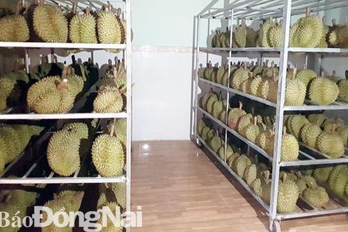 Làm chín sầu riêng bằng máy phát khí ethylene