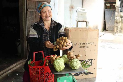 Huyện nghèo khấm khá nhờ cây ăn quả