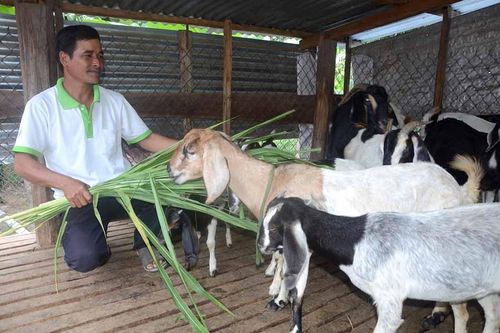 Ia Pa: Nông dân thoát nghèo nhờ hỗ trợ sinh kế nuôi dê lai