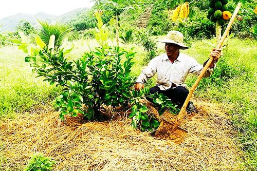 Nâng cao chất lượng mô hình khuyến nông