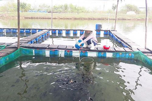 Cần chủ động kê khai sản xuất ban đầu
