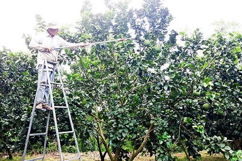 Xã Diên Đồng: Đẩy mạnh chuyển đổi cây trồng