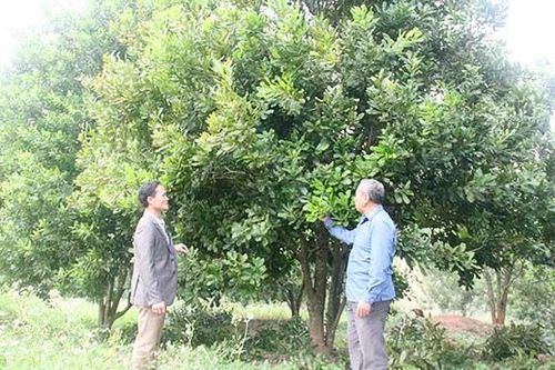 Cây mắc ca trên đất dốc Chiềng Sơn