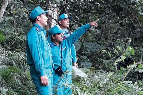 Giữ 'nhựa xanh' trên đất Phượng hoàng