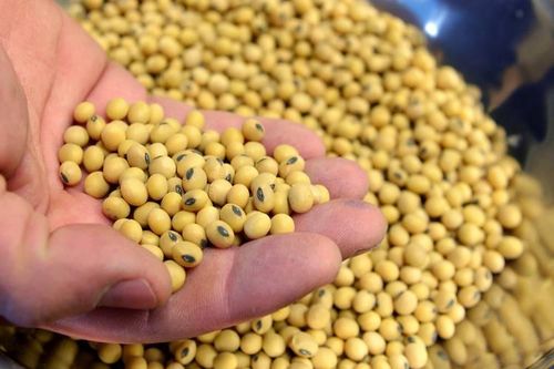 Giá đậu tương giảm trước áp lực tiến độ thu hoạch đậu tương tăng lên