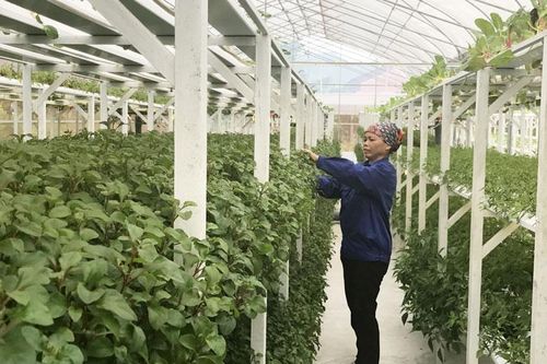 Sản xuất nông nghiệp hữu cơ: Hướng đi bền vững