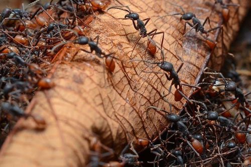 Luật cấm khóc khi kiến cắn để chứng tỏ bản lĩnh đàn ông