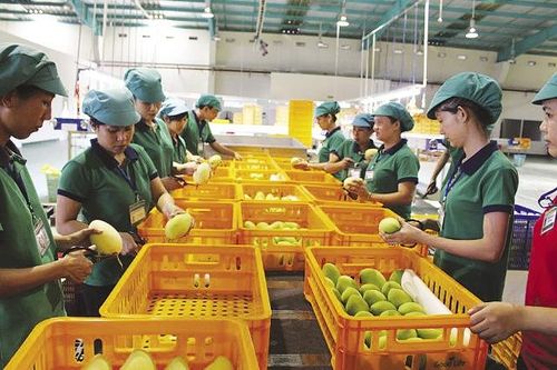 Kim ngạch xuất khẩu nhiều nông sản giảm mạnh